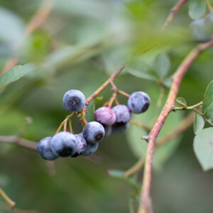 FRESH_BLUEBERRY