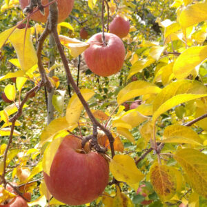 FRESH_APPLE